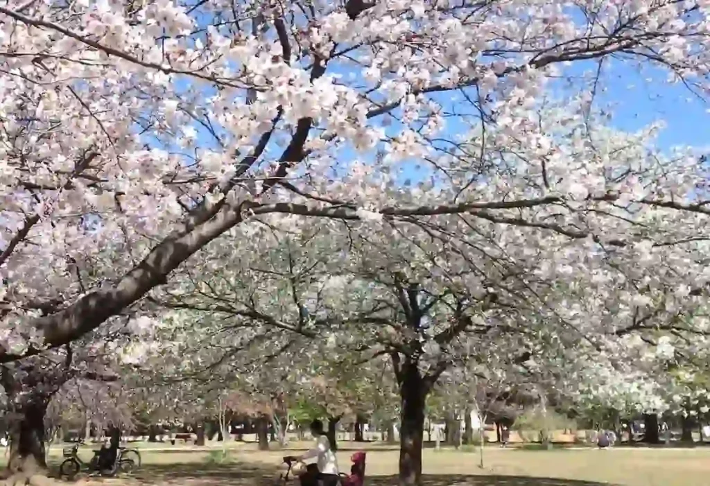일본 도쿄 벚꽃 명소 TOP 10 총정리 일본 도쿄 이노카시라 은사공원 (井の頭恩賜公園) 벚꽃