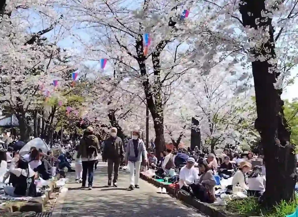 일본 도쿄 벚꽃 명소 TOP 10 총정리 일본 도쿄 아스카야마 공원 (飛鳥山公園) 벚꽃