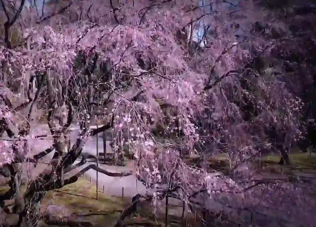 일본 도쿄 벚꽃 명소 TOP 10 총정리 일본 도쿄 리쿠기엔 (六義園) 벚꽃