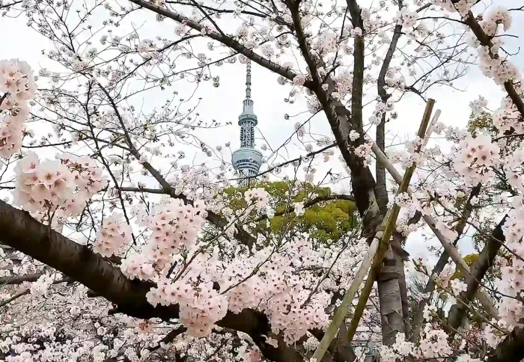 일본 도쿄 벚꽃 명소 TOP 10 총정리 일본 도쿄 스미다 공원 (隅田公園) 벚꽃