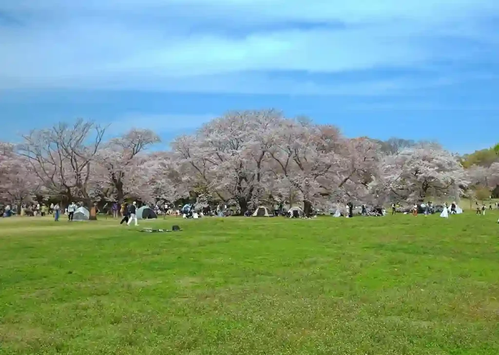 일본 도쿄 벚꽃 명소 TOP 10 총정리 일본 도쿄 쇼와 기념공원 (国営昭和記念公園) 벚꽃