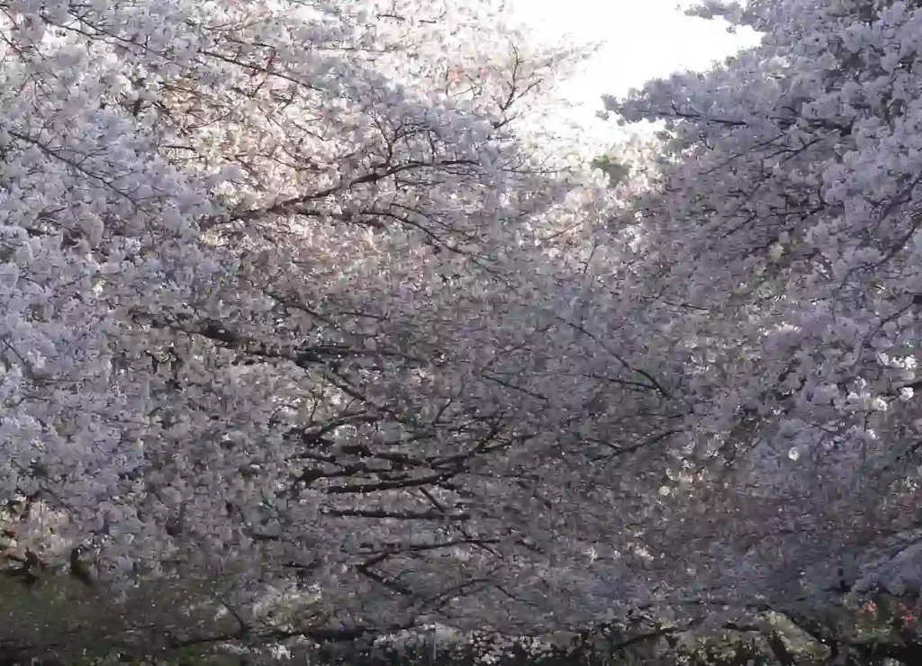 일본 도쿄 벚꽃 명소 TOP 10 총정리 일본 도쿄 우에노 공원 (上野恩賜公園) 벚꽃