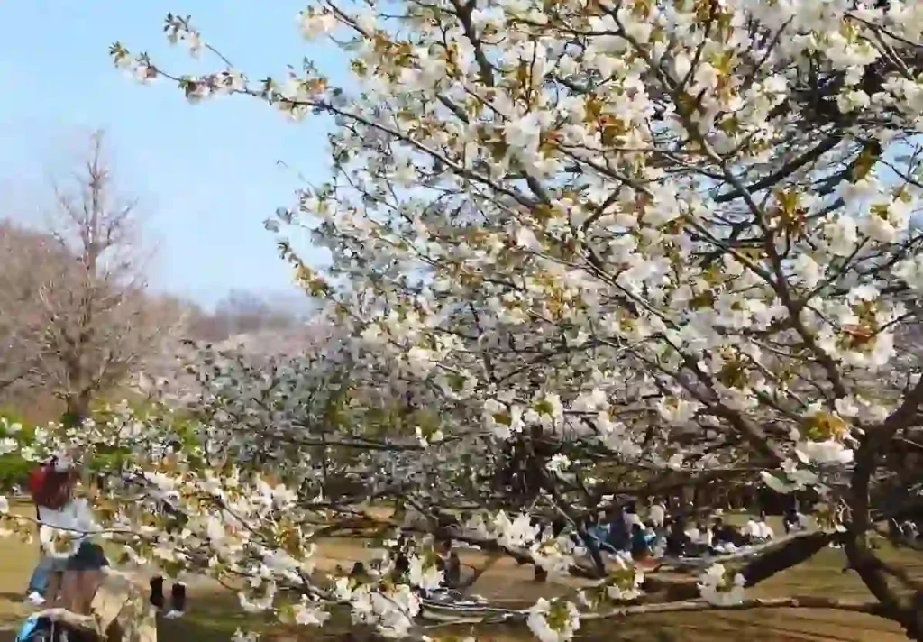 일본 도쿄 벚꽃 명소 TOP 10 총정리 일본 도쿄 요요기 공원 (代々木公園) 벚꽃